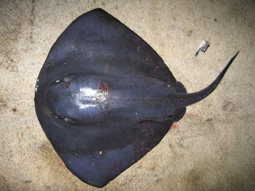 Pelagic stingray